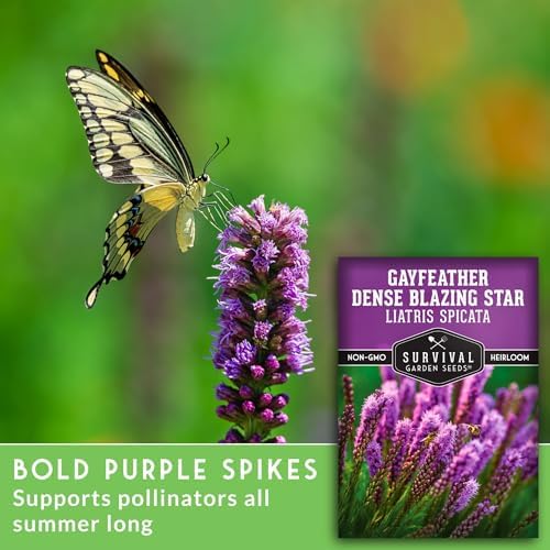 Dense Blazing Star Seeds for Planting - Gayfeather Wildflower (2 Pack) - Image 3