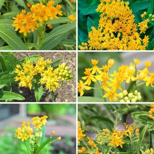2 Yellow Milkweed Live Plants, Well-Rooted Starter Plant, 4-6 Inch Tall - Image 4