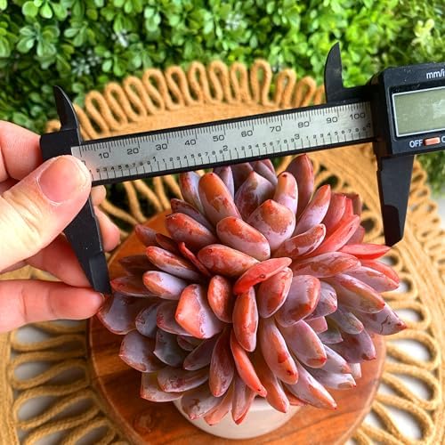 Echeveria Orange Monroe Rare Live Succulent, Multi-Head Rosette Succulent, 3-4 Heads 3.5 Inch Bare Root Live Plant, No Pot Soil, Easy Care Indoor Houseplant, Outdoor Plant Party Decoration - Image 4