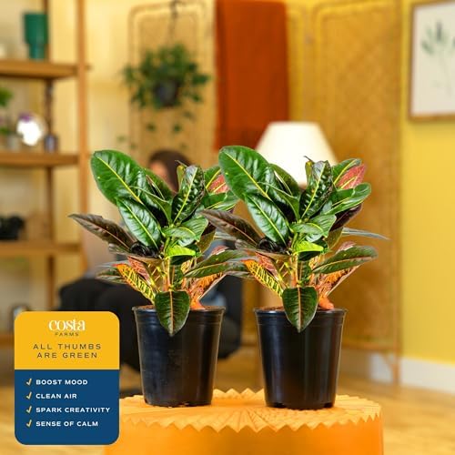 Costa Farms Croton Petra Live Plants (Pack of 2), Indoor Outdoor Houseplants Potted in Plant Pots, Potting Soil Mix, Easy to Grow Tropical House Plants for Home, Office, Fall Room Decor, 1 Foot Tall - Image 5