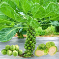 2 Brussel Sprouts Live Plants, Home Garden Vegetable, 4 Inch Pot by Unknown