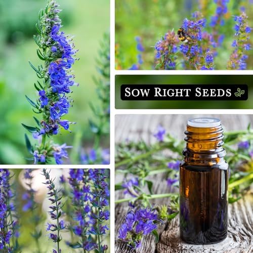 Sow Right Seeds - Hyssop Seed for Planting Perennial Medicinal Herb - Image 4