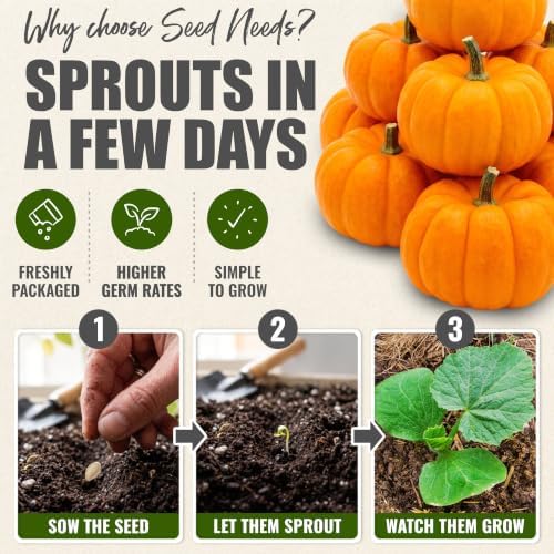 Seed Needs Jack Be Little Pumpkin Seeds to Plant Vegetables - 1 Pack - Image 5