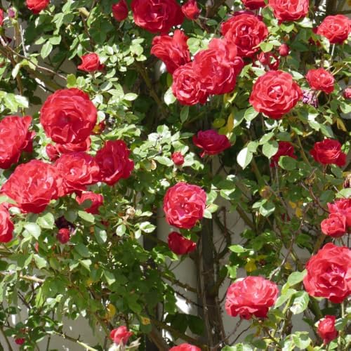 2 Red Climbing Roses Live Plants 3-6" Tall, Medium Pot, Fragrant Climbing Rose Bush, Fast Growing, Spectacular Double Blooms for Backyard Fences and Walls - Image 6
