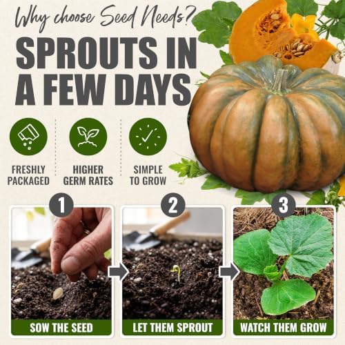 Seed Needs Fairytale Pumpkin Seeds to Plant Vegetables - 1 Pack - Image 5