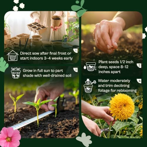 SVI 50 Teddy Bear Sunflower Seeds (Helianthus annuus) – Dwarf Teddy Bear Sunflower Seed Packets – Annual Cut Flower Seeds for Outdoor Garden & Indoor Garden, Containers, Patios, Flower Beds - Image 5