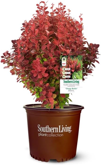 Southern Living Orange Rocket Barberry Shrub, Coral-Orange to Ruby Red Foliage, 1 Gallon by Unknown