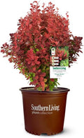 Southern Living Orange Rocket Barberry Shrub, Coral-Orange to Ruby Red Foliage, 1 Gallon by Unknown