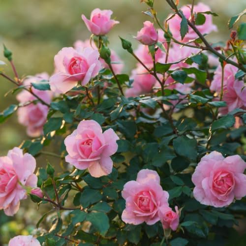 Pink Climbing Roses Live Plant - Small Size, Heirloom Climbing Rose Bush, Fragrant High-Yielding Perennial Flowering Vine for Trellis & Fence - Image 4