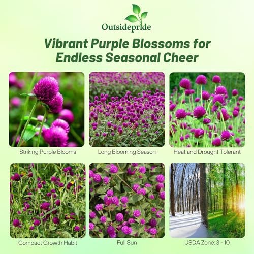 Outsidepride Purple Gomphrena Seeds - 1000 Pcs Annual, Heat & Drought Tolerant, Pollinator Friendly Globe Amaranth Seeds for Planting w/Vibrant Round Blooms for Beds, Borders, and Arrangements - Image 2