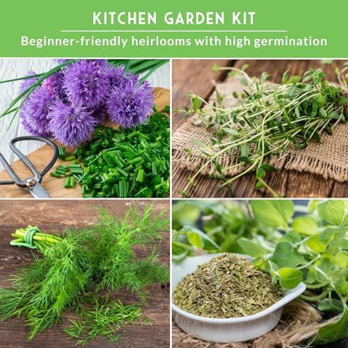 10 Culinary Herb Seed Packs for Planting – Survival Garden Seeds - Image 4