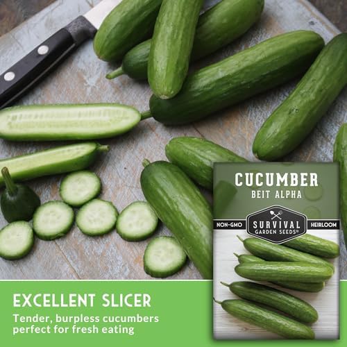 Beit Alpha Cucumber Seeds for Planting - Burpless Variety (3 Packs) - Image 5