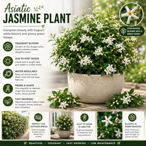 2 Asiatic Jasmine Live Plants, 3-6" Tall Fragrant Flower Plants - Image 2