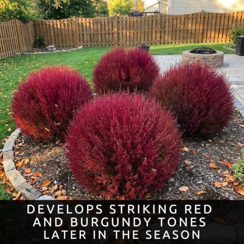 Kochia Bush Seeds for Planting | 100 Seeds | Summer Cypress Ornamental - Image 3