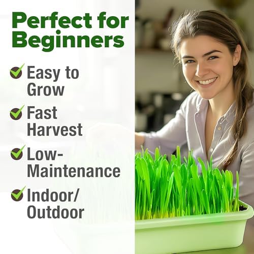 HOME GROWN Hard Red Winter Wheatgrass 12,000 Seeds 1.5 lb Triticum aestivum - Image 4