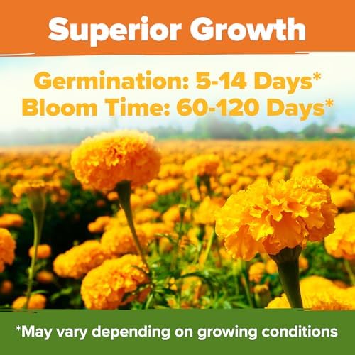 HOME GROWN Crackerjack Marigold Seeds, 35,000 Seeds, 4 oz - Image 4
