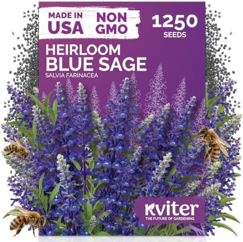 1,250 Blue Sage Heirloom Flower Seeds for Planting, Salvia Farinacea by KVITER