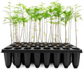 Bald Cypress Taxodium Distichum | 3 Live Plants | Fast Growing Tree, Wetland Tolerant, Deciduous, Ornamental Foliage, Shade Provider, Landscaping Favorite, Fall Color Display by FloridaFoliage