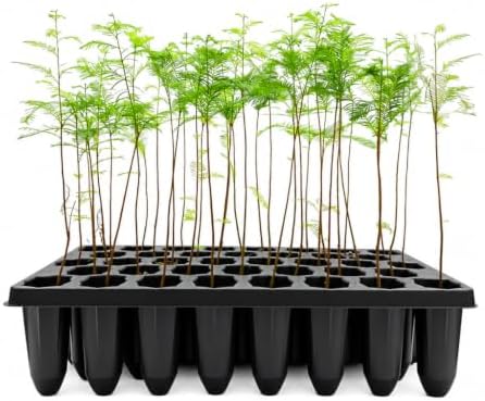 Bald Cypress Taxodium Distichum | 3 Live Plants | Fast Growing Tree, Wetland Tolerant, Deciduous, Ornamental Foliage, Shade Provider, Landscaping Favorite, Fall Color Display by FloridaFoliage