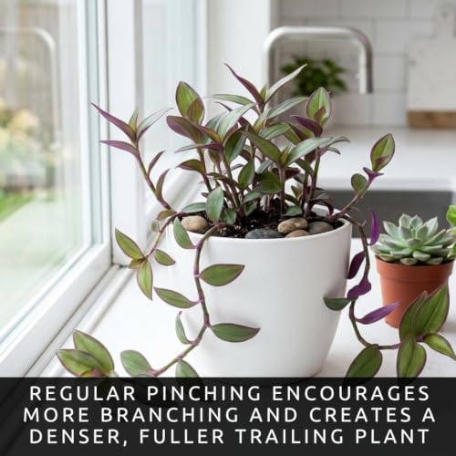 5 Jamaican Tradescantia Cuttings – Live Trailing Houseplant Starters - Image 5