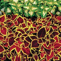 Park Seed Wizard Scarlet Coleus Seeds – Grow Your Own Vibrant Indoor or Outdoor Plants, Shade-Loving Annual, Easy to Start Indoors, Colorful Foliage for Gardens and Pots, Pack of 500 by ParkSeed