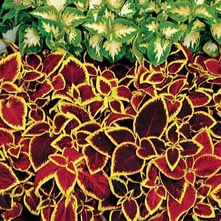Park Seed Wizard Scarlet Coleus Seeds – Grow Your Own Vibrant Indoor or Outdoor Plants, Shade-Loving Annual, Easy to Start Indoors, Colorful Foliage for Gardens and Pots, Pack of 500 by ParkSeed