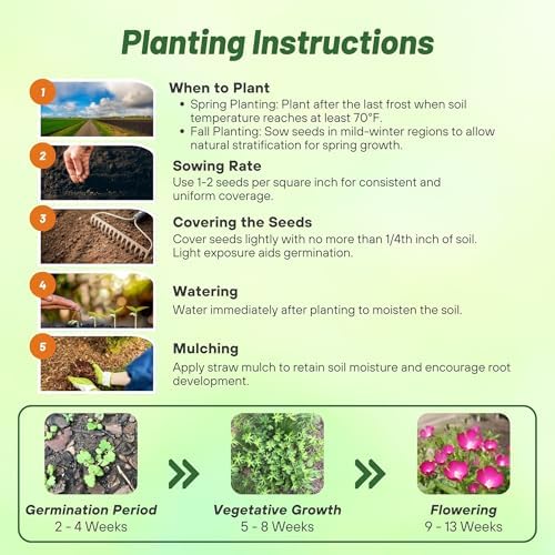 Outsidepride Mallow Poppy Seeds for Planting - 25 Pcs Perennial, Drought-Tolerant & Easy to Grow Wildflower Seeds with Vibrant Purple Blooms for Landscaping, & Pollinator Garden - Image 4