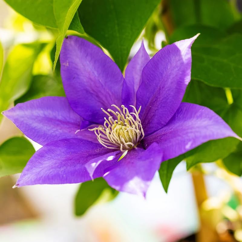 Purple Clematis Live Plant, 2.5" Pot, Fragrant Flowering Vine - Image 2