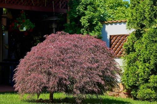 10 INABA SHIDARE Maple Weeping Red Laceleaf Japanese Acer Palmatum Dissectum Tree Seeds - Image 5