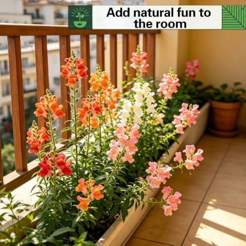 Snapdragon Seeds for Planting, Tall Mix Perennial Flower, 1500 Garden Seeds - Image 6