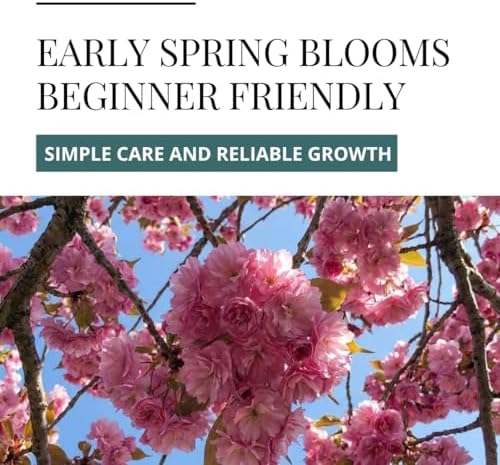 Cherry Blossom Tree Seeds for Planting (40 Seeds) - Great for Bonsai, Heirloom Sakura Flower Tree Seeds for Indoor & Outdoor Planting, Non GMO Bonsai Seed Kit for Home Garden Growing - Image 4