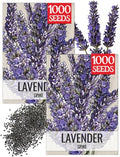 Seed Needs Spike Lavender Seeds to Plant an Herb Garden - 2 Packs by SeedNeeds