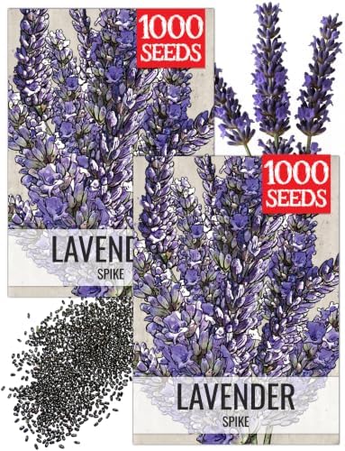 Seed Needs Spike Lavender Seeds to Plant an Herb Garden - 2 Packs by SeedNeeds