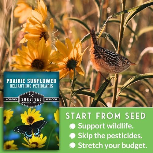 Native Prairie Sunflower Seeds (Helianthus petiolaris) (5 Pack) - Image 4