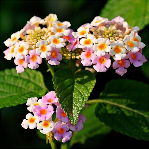 CarpetC 199+ Lantana Seeds for Planting, Evergreen Perennial Shrub Lantana Camara, Drought Tolerant Long-Blooming Flowers for Garden Borders and Home Hanging Baskets - Image 3