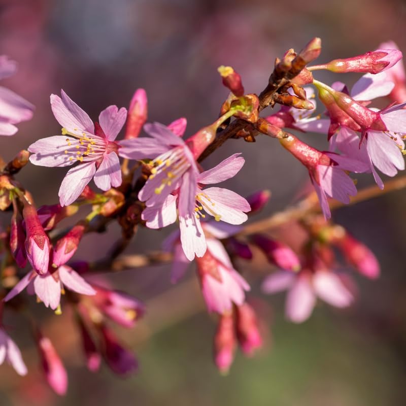 Pink Cherry Blossom Tree Plant, 8-12" Tall Cherry Blossom Tree Live in Pot - Image 3