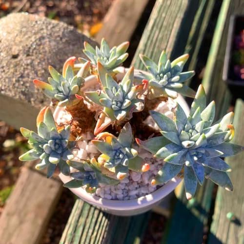 Dudleya Gnoma S.W.McCabe Rare Live Succulent, Multi-Head Pink Rosette Succulent, Over 5 Heads, 5-6 Inch Bare Root Live Plant, No Pot Soil, Easy Care Indoor Houseplant, Outdoor Plant for Decor - Image 3