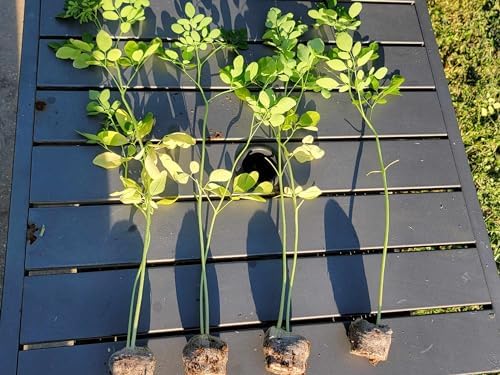 Moringa Trees 3 Live Moringa Plants with Moringa Seeds - Organically Grown - Non-GMO - Miracle Tree - Moringa Oleifera - Herb - Image 4