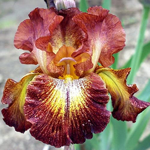 Easy to Grow Bearded Iris Paprika Fono 3 Plant Bulbs - Burgundy Red & Yellow Flowers Spring to Fall, Full Sun Low Maintenance Zones 3-10 - Image 4