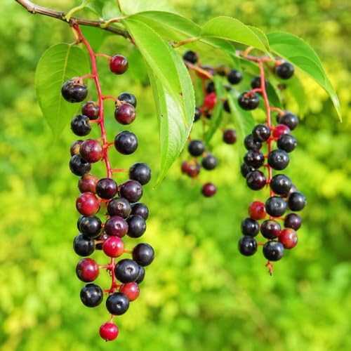 Black Cherry Tree - 6-12" Tall Live Plant - Image 4
