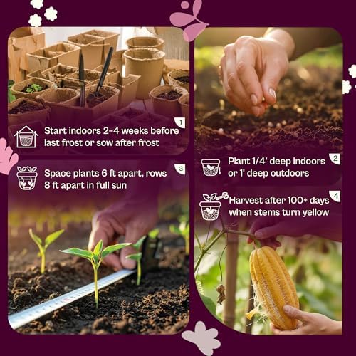 SVI 45 Luffa Sponge Gourd (Luffa Aegyptica) Seeds - Loofah, Natural Sponge, Non GMO Heirloom Seed Packets - Annual Vegetable Seeds for Outdoors, Home Garden, Vertical Growing Systems - Image 5