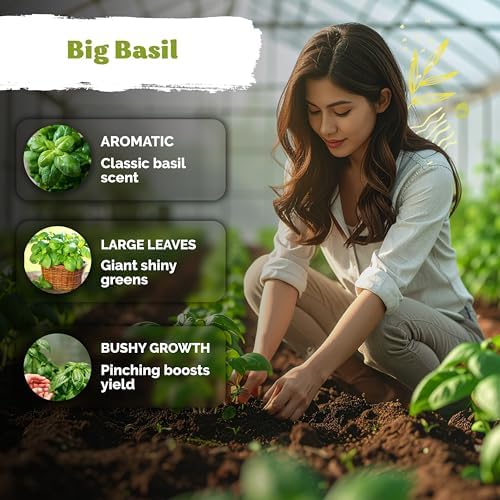2,000 Italian Basil Heirloom Herb Seeds for Planting, Ocimum Basilicum - Image 4