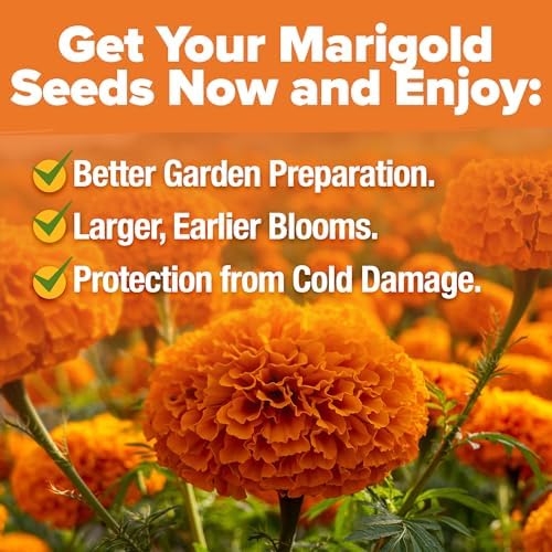 HOME GROWN Crackerjack Marigold Seeds, 35,000 Seeds, 4 oz - Image 5