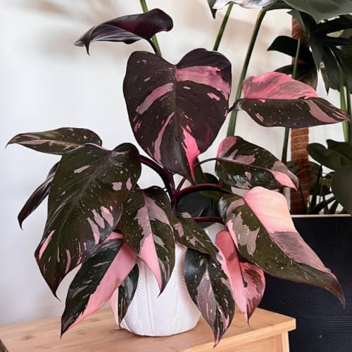 Pink Philodendron Plant Live, Rare Tropical Variegated Live Indoor Houseplant, Starter Plants No Pot, 5-9" in Tall by GardenNurserySince1996