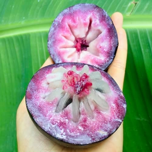 Caimito Tree (Chrysophyllum cainito) – Star Apple Live Tropical Fruit Plant 1–2 ft Tall TROPICALPLANTAE by Unknown
