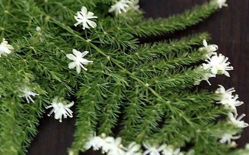 Fern Leaf Plumosus Asparagus Fern - 4" Pot - Easy to Grow - Great Houseplant - Image 4