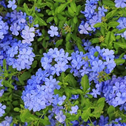 Blue Plumbago Live Plant in 4" Pot - 4-6 Inch Tall, 2 Plants Per Pot - Image 5