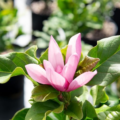 Perfect Plants Jane Magnolia Tree, 3 Gallon, Live Plant - Image 4