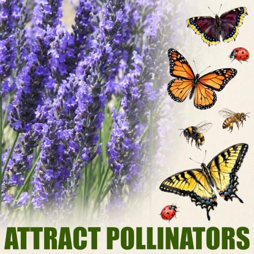 Seed Needs Spike Lavender Seeds to Plant an Herb Garden - 2 Packs - Image 7