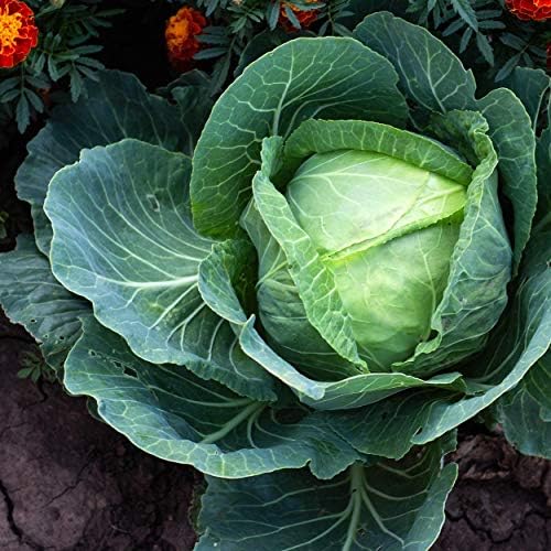 The Old Farmer's Almanac Heirloom Cabbage Seeds (Golden Acre) - Approx 900 Seeds - Non-GMO, Open Pollinated, USA Origin - Image 6